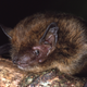 A photo of the Christmas island pipistrelle